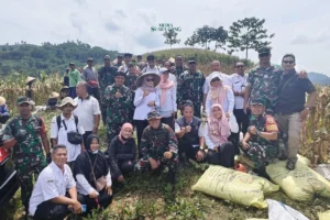 Panen Raya Jagung di Kecamatan Silo, Jember
