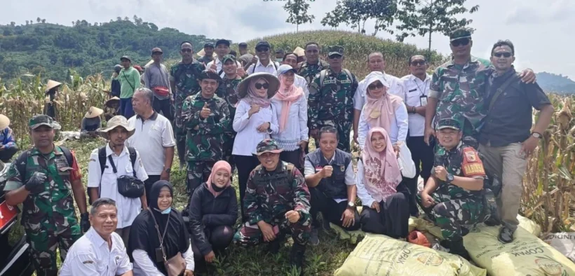 Panen Raya Jagung di Kecamatan Silo, Jember