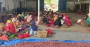 Plasi buat pedagang bawang merah menjerit