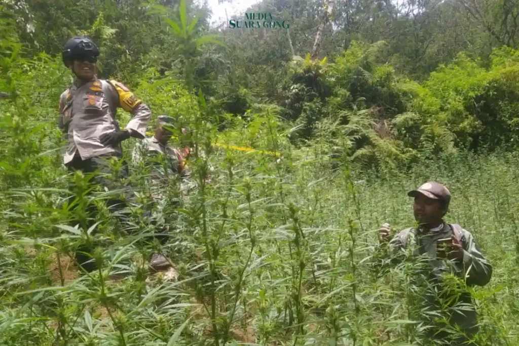 Ladang Ganja Ditemukan di Kawasan Bromo dan Semeru