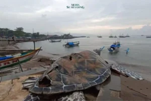 Viral Patung Penyu Sukabumi Terbuat dari Kardus