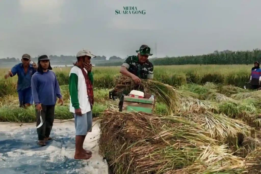Kodim 0820/Probolinggo Pastikan Gabah Petani Terserap