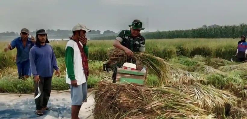 Kodim 0820/Probolinggo Pastikan Gabah Petani Terserap