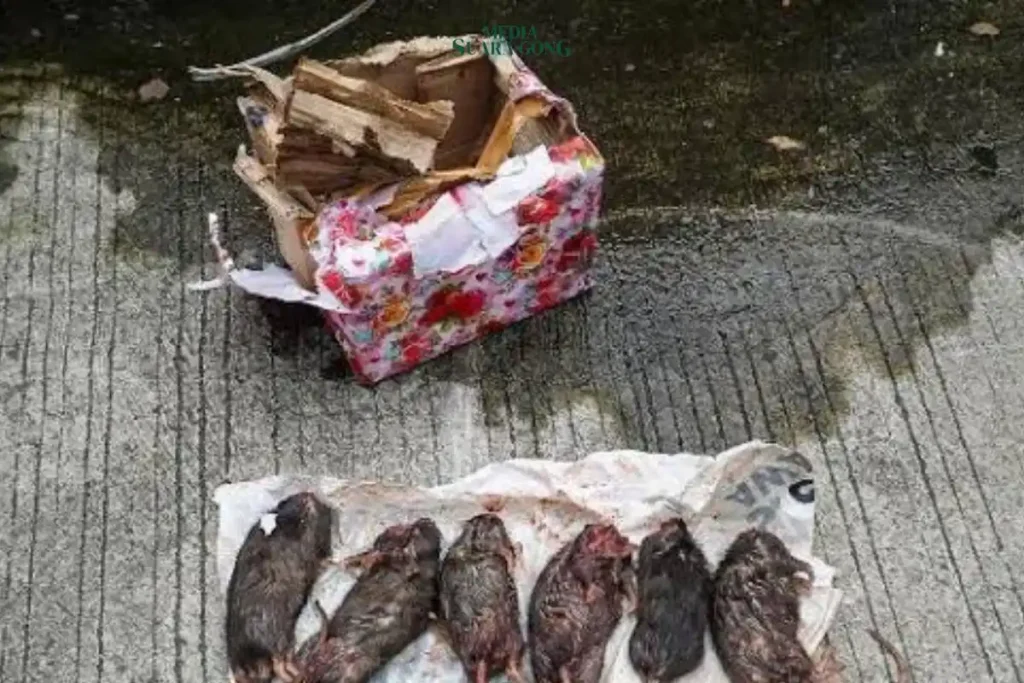 Kantor Berita Tempo mendapat teror berupa paket misterius berisi kepala babi dan bangkai tikus yang telah dipenggal.