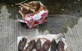 Kantor Berita Tempo mendapat teror berupa paket misterius berisi kepala babi dan bangkai tikus yang telah dipenggal.