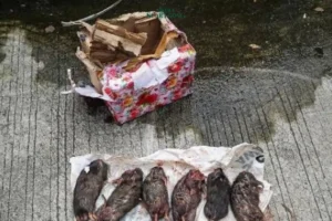 Tempo Diteror Kepala Babi dan Bangkai Tikus, Tegaskan Tak Takut