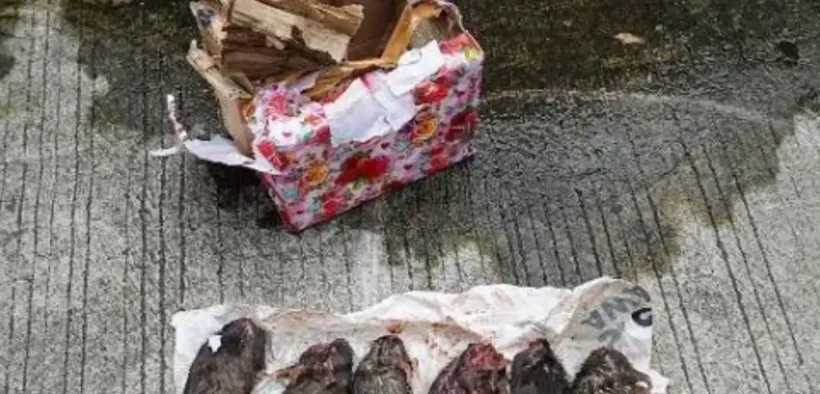 Kantor Berita Tempo mendapat teror berupa paket misterius berisi kepala babi dan bangkai tikus yang telah dipenggal.