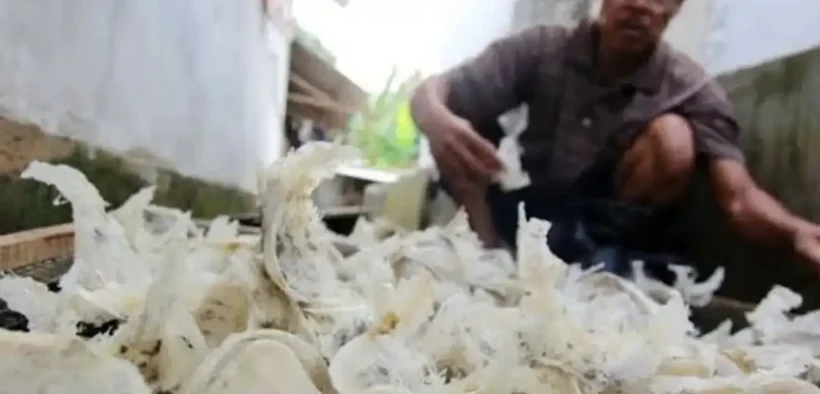 Sarang Burung Walet Indonesia