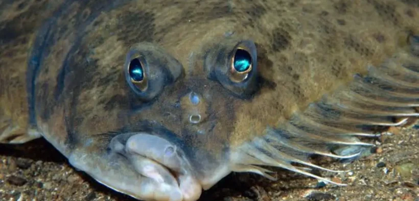 Fakta Ikan Sebelah dan Hubungannya Dengan Kisah Nabi