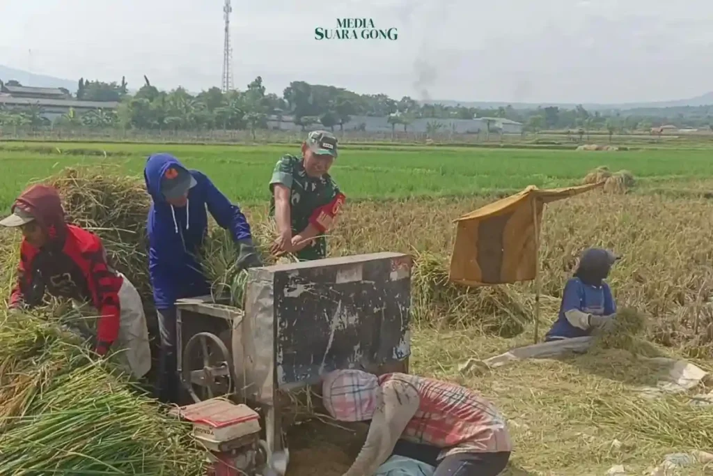 Kodim 0820/Probolinggo Turun ke Sawah Bantu Petani