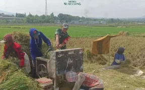 Dukung Ketahanan Pangan, Kodim/0820 Probolinggo bantu petani langsung ke lapangan, ikut mengolah tanah, menanam, merawat, hingga panen