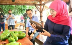 Gubernur Khofifah Kenalkan ALPUKAT KELUD khas Kediri dengan Ukuran Jumbo