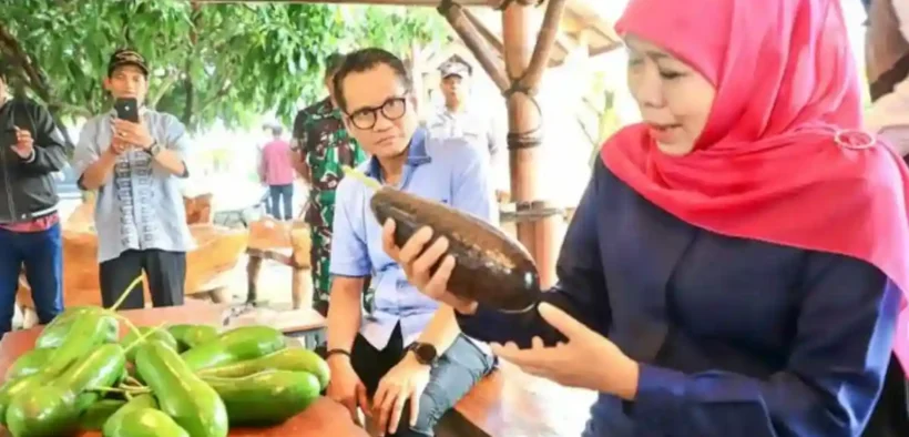 Gubernur Khofifah Kenalkan ALPUKAT KELUD khas Kediri dengan Ukuran Jumbo