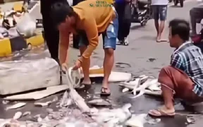 Seorang pengendara motor penjual ikan segar mengalami kecelakaan dengan sesama motor di Probolinggo Minggu Kemarin
