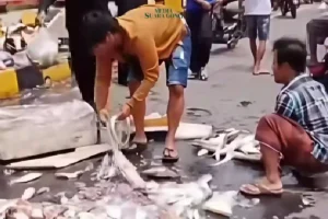 Kecelakaan Antara Motor Jual Ikan dengan CBR di Probolinggo