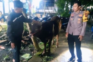 Sukapura Heboh! Sapi Curian Berhasil Ditemukan di Tongas