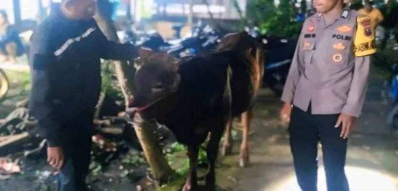 FT : Sapi curian ditemukan di Tongas/Sc : Huda