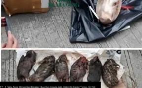 Teror Kepala Babi dan Tikus kepada Tempo