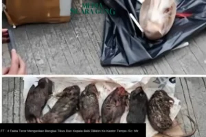 4 Fakta Teror Bangkai Tikus Dan Kepala Babi Ke Kantor Tempo