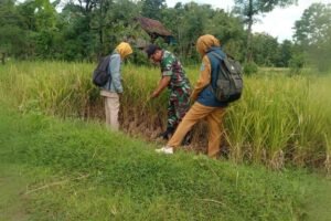 TNI Terjun Langsung Bantu Petani, Meningkatkan Ketahanan Pangan Nasional
