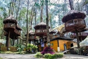 Kopeng Treetop Adventure Park Wisata Menarik Di Jawa Tengah