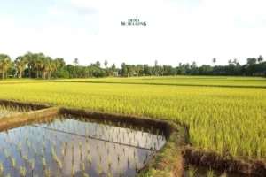 Bupati Jember Dukung Ketahanan Pangan Lewat Riset Pertanian Inovatif