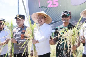 Bupati Jember Gelar Panen Raya dan Serahkan Bantuan Alat Pertanian