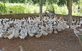 Dinas Ketahanan Pangan Jember Kunjungi Peternak Bebek