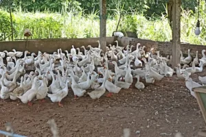 Dinas Ketahanan Pangan Jember Kunjungi Peternak Bebek