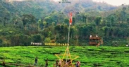 Kebun Teh Gunung Gambir, Destinasi Alam Sejuk nan Menawan di Jember