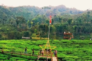 Kebun Teh Gunung Gambir, Destinasi Alam Sejuk nan Menawan di Jember