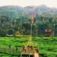 Kebun Teh Gunung Gambir, Destinasi Alam Sejuk nan Menawan di Jember