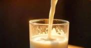 Konsumsi Susu Sapi Manfaat dan Resiko yang Perlu Diperhatikan