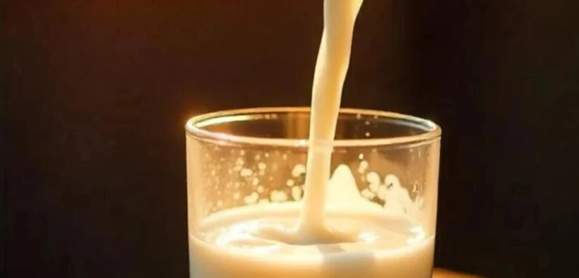 Konsumsi Susu Sapi Manfaat dan Resiko yang Perlu Diperhatikan