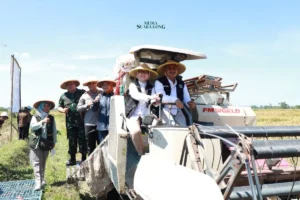 Pemkab Lumajang Dukung Swasembada Pangan Melalui Panen Raya Padi Serentak