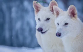 Perusahaan bioteknologi asal Dallas, Colossal Biosciences, mengumumkan kelahiran tiga anak dire wolf yang telah lama punah!