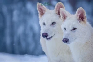 Ilmuwan Hidupkan Spesies Serigala Punah Dire Wolf : 3 Lahir di AS