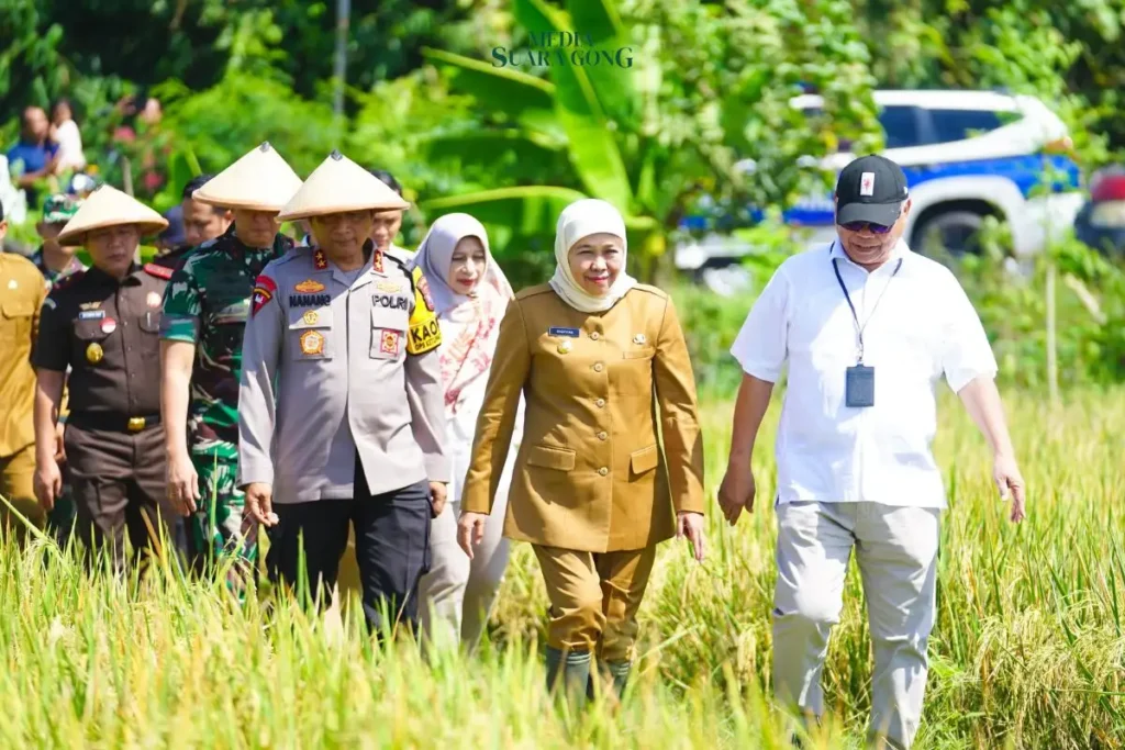 Panen Raya Serentak Jawa Timur Panen 37 Kabupaten/Kota