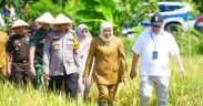 di 14 Provinsi, Jawa Timur Panen di 37 Kabupaten/Kota