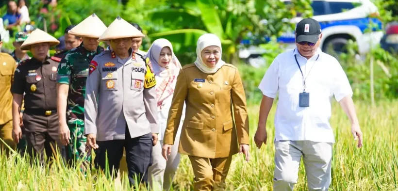 di 14 Provinsi, Jawa Timur Panen di 37 Kabupaten/Kota