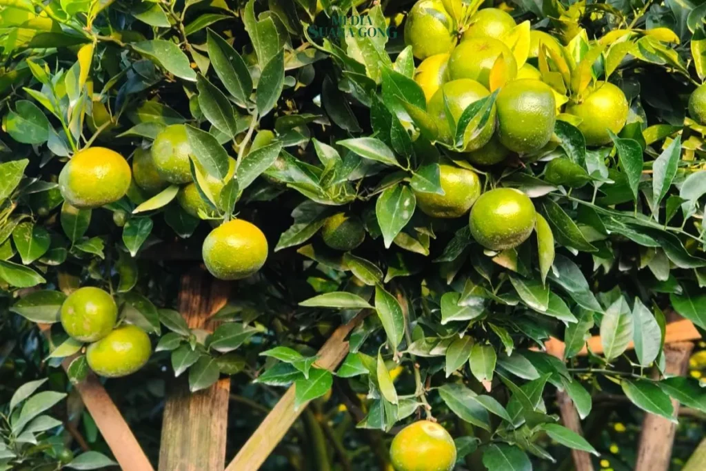 Pemkot Batu Luncurkan Koperasi SAE: Dukung dan Sejahterakan Petani