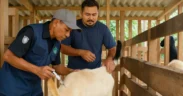 Menjelang Hari Raya Idul Adha 2025, Dinas Pertanian Kabupaten Probolinggo intensif melakukan vaksinasi PMK terhadap hewan ternak.