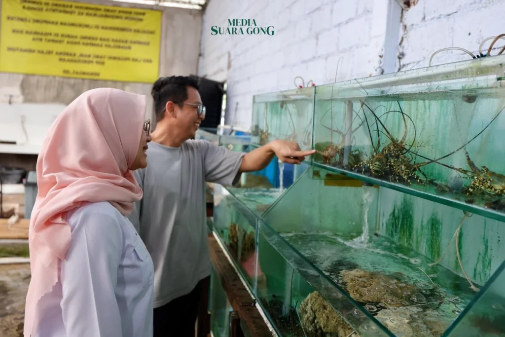 Kampung Lobster Banyuwangi Sukses Budidaya dan Ekspor ke Tiongkok