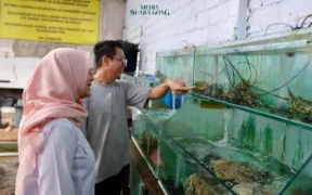 Kabupaten Banyuwangi kembali menorehkan prestasi di sektor kelautan dengan kesuksesan Kampung Lobster hingga bisa ekspor ke Tiongkok