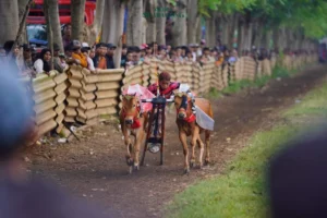 Karapan Sapi Wali Kota Cup 2025 Meriahkan Probolinggo
