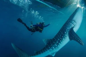 Wisata Botubarani dan Menyapa Hiu Paus