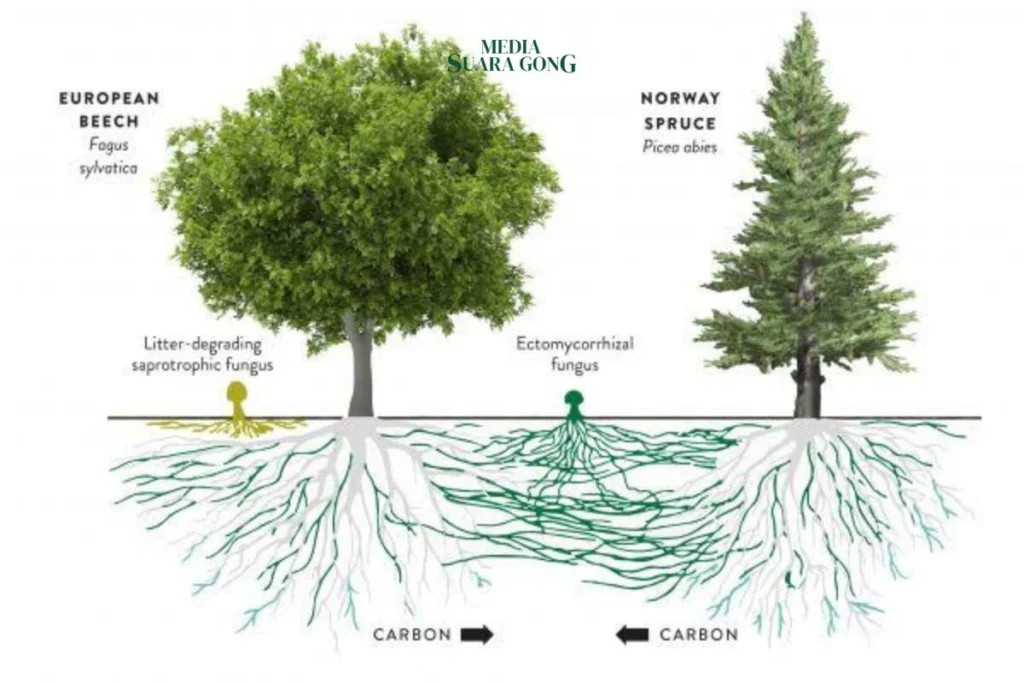 Di balik rimbunnya hutan dan ketenangan pohon-pohon yang tampak diam, ternyata isa berkomunikasi satu sama lain, ini dia Konsep Wood Wide Web