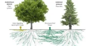 Di balik rimbunnya hutan dan ketenangan pohon-pohon yang tampak diam, ternyata isa berkomunikasi satu sama lain, ini dia Konsep Wood Wide Web