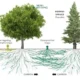 Di balik rimbunnya hutan dan ketenangan pohon-pohon yang tampak diam, ternyata isa berkomunikasi satu sama lain, ini dia Konsep Wood Wide Web