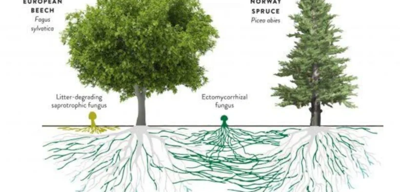 Di balik rimbunnya hutan dan ketenangan pohon-pohon yang tampak diam, ternyata isa berkomunikasi satu sama lain, ini dia Konsep Wood Wide Web